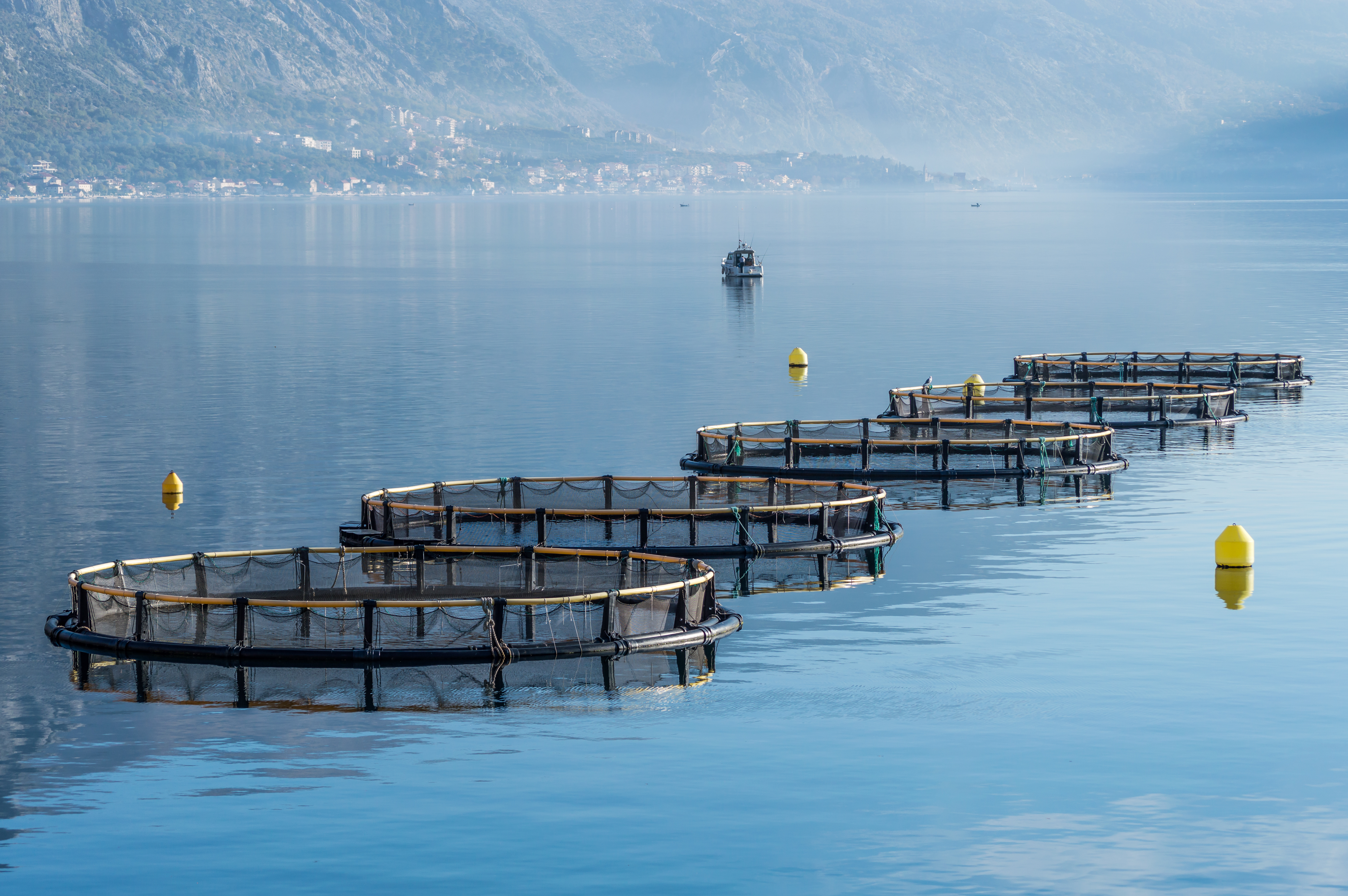 MSC – Marine Stewardship Council MSC – Marine Stewardship Council