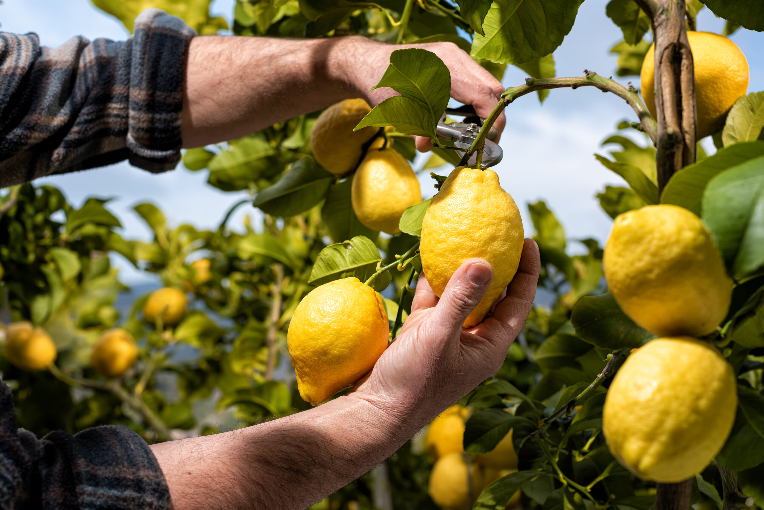 Farmer makes the lemons harvest in spring. Agriculture. Farmer makes the lemons harvest in spring. Agriculture.