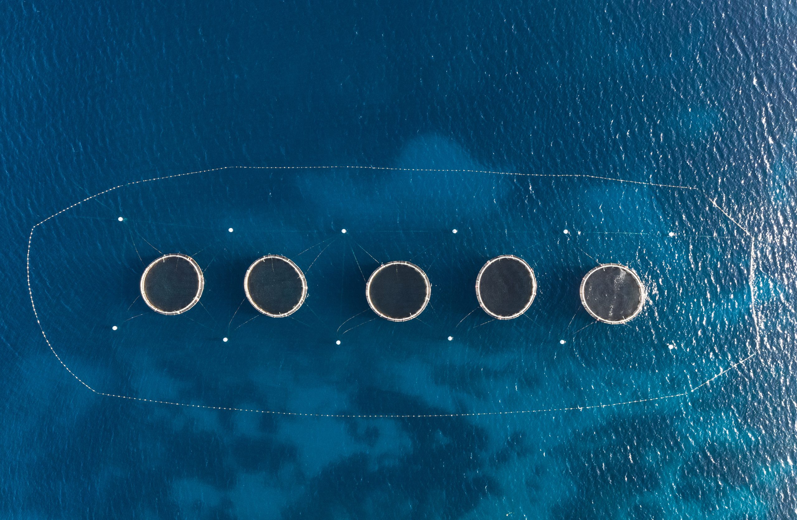 Aerial top view of the rings of tuna farm in the Mediterranean s